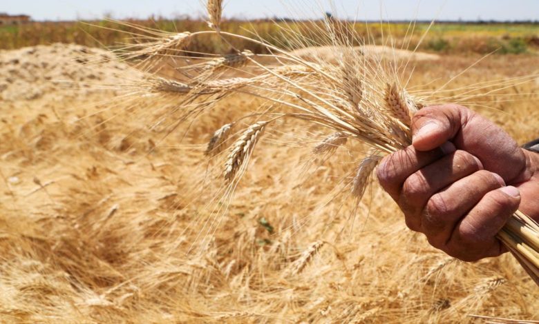 ما سبب ارتفاع أسعار القمح عالمياً وسط الحرب الروسية الأوكرانية؟